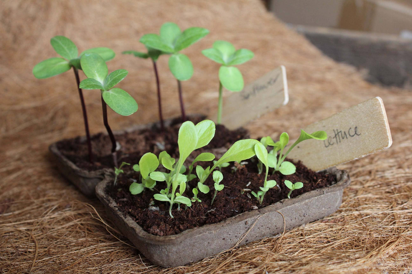Herb Garden Seed Kit | Grow | Attract | Gardening