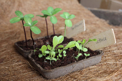 Herb Garden Seed Kit | Grow | Attract | Gardening